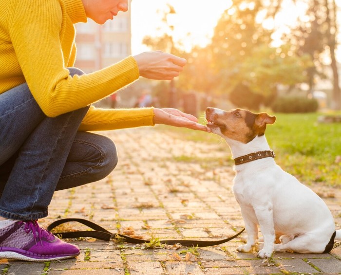 Alimentación para combinar el adiestramiento canino