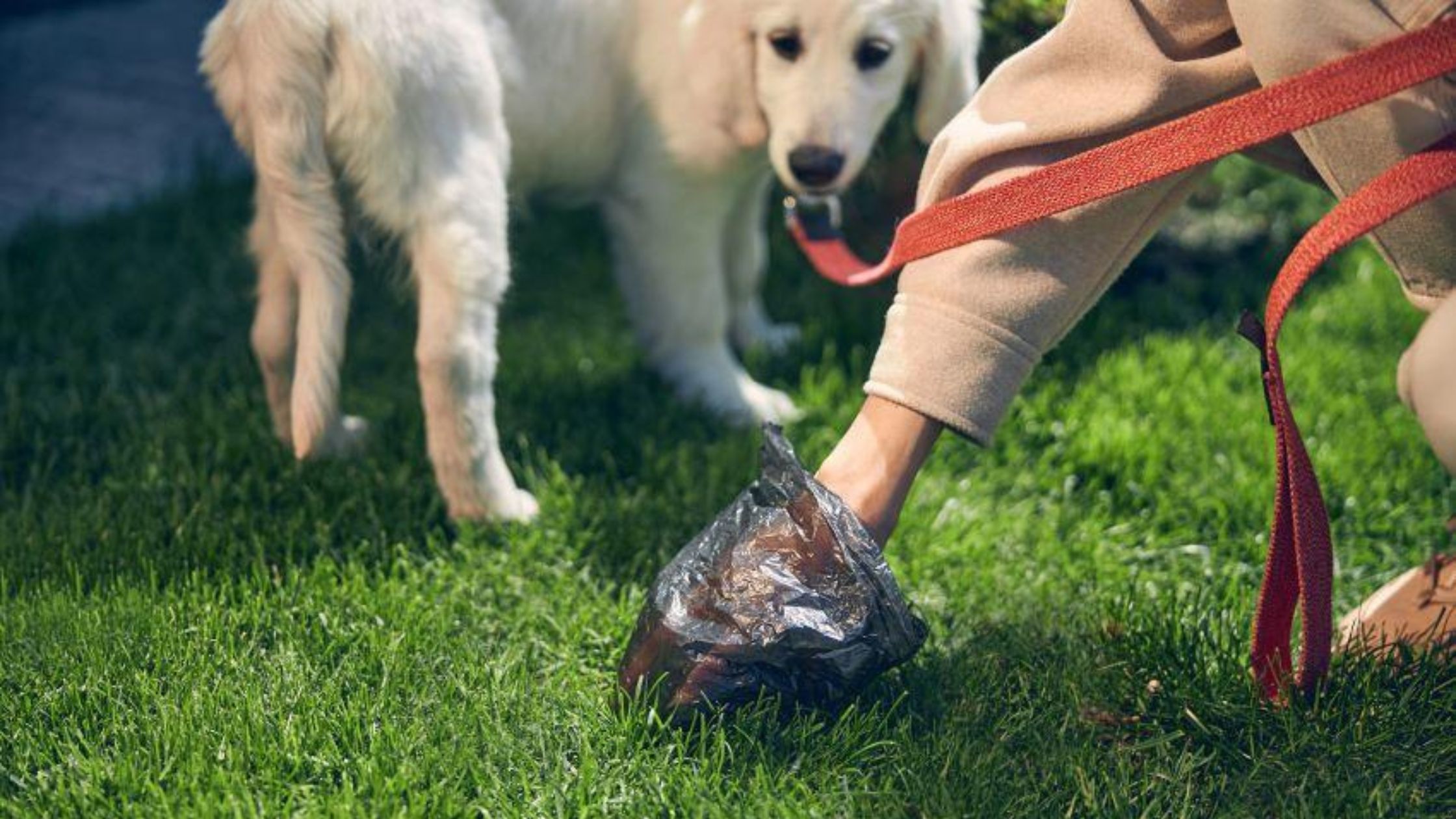 Dueña levantando caca de perro amarilla
