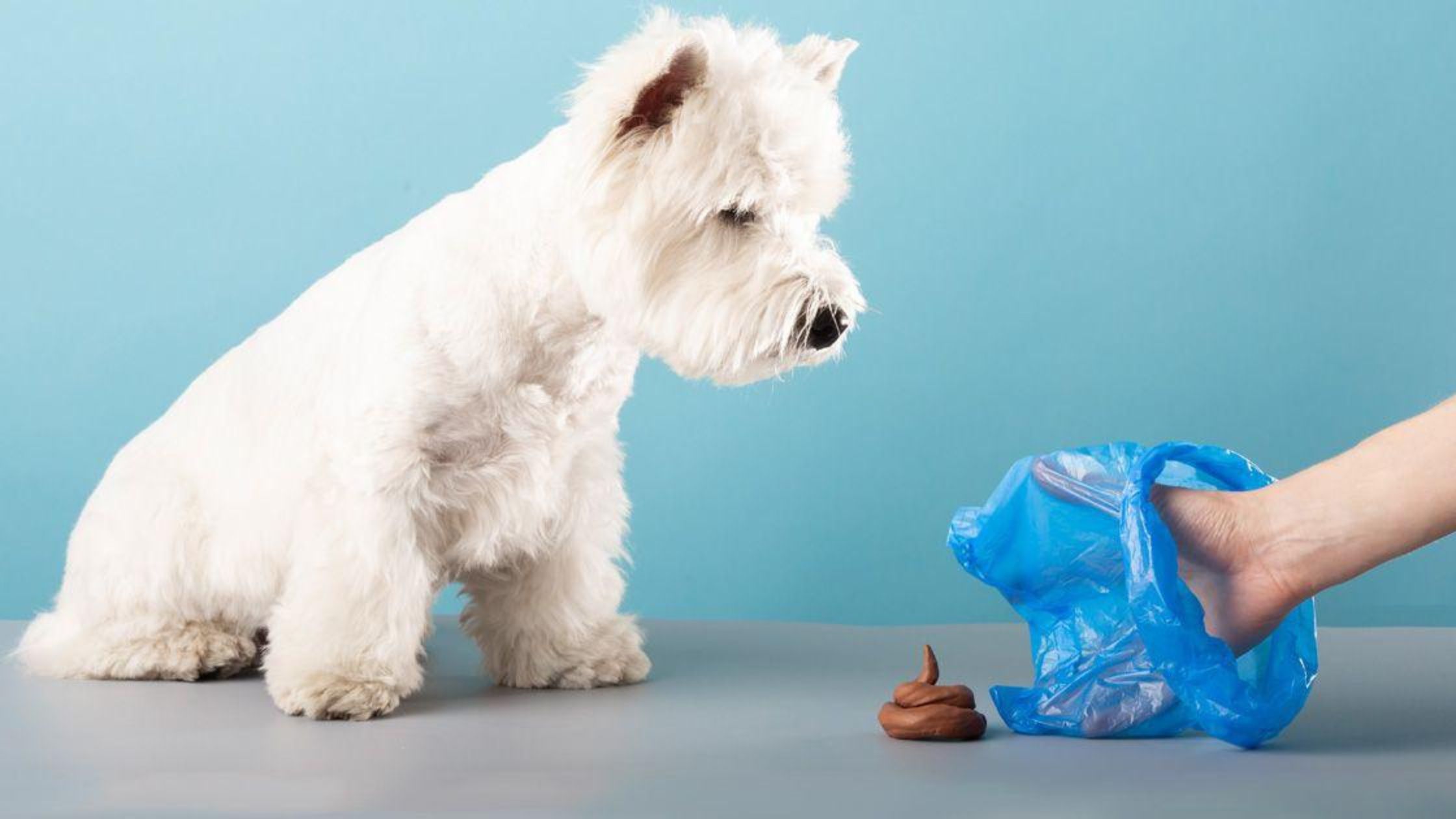 recogiendo caca de perro