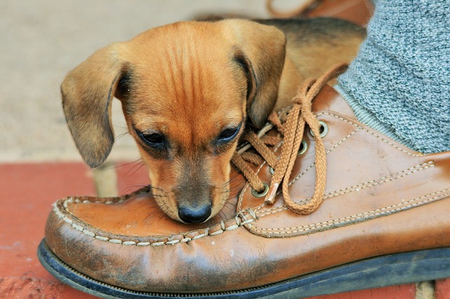 Si no quieres que tu cachorro muerda tus zapatos, nunca le dejes los viejos como juguete