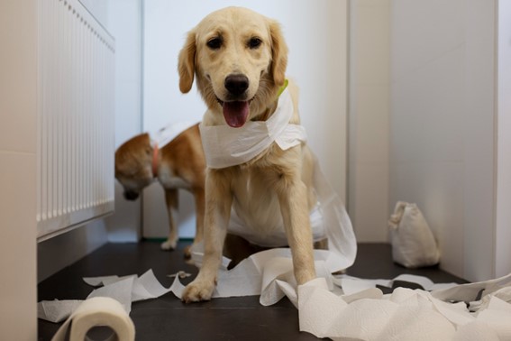 Causas de la diarrea canina