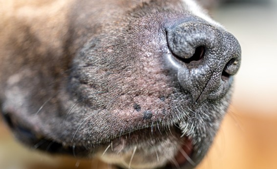 Causas del moquillo en los perros