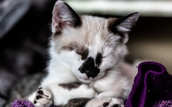 Causas de taxoplasmosis en los gatos