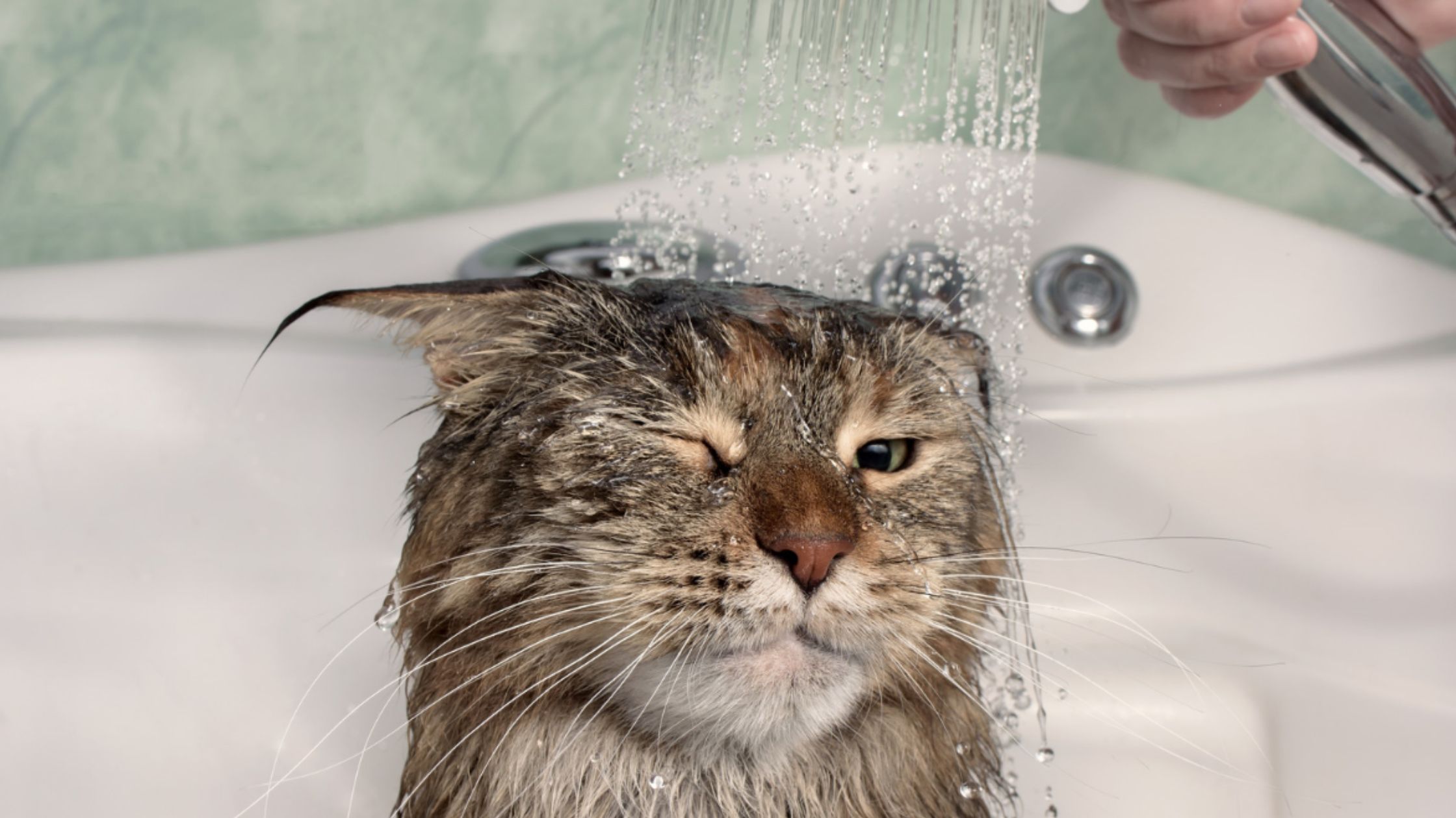 Gato en la ducha bañandose con champu para gato