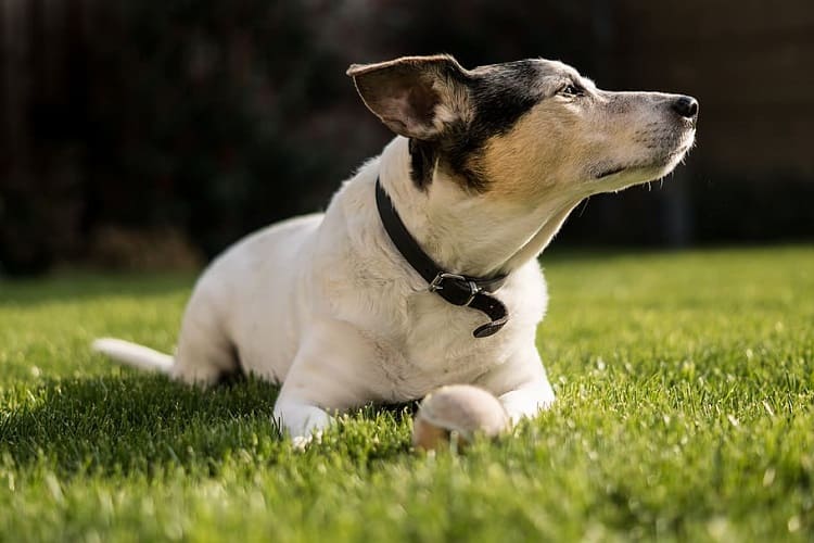 qué tan común es la coccidia en los cachorros