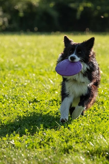 Cómo adelgazar a un perro