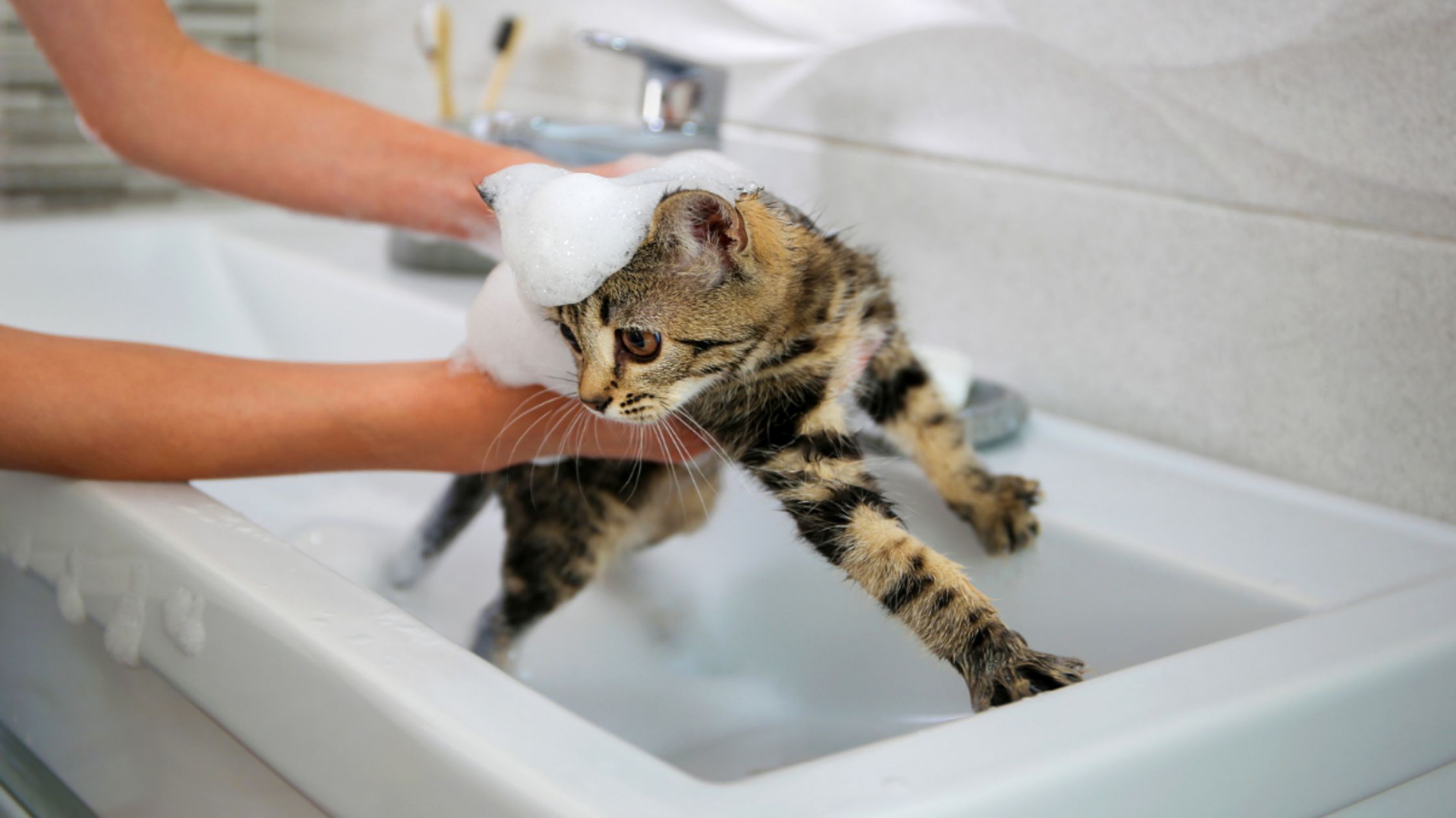 Gatito con champú