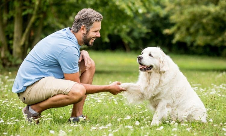 Cómo educar a un perro mayor