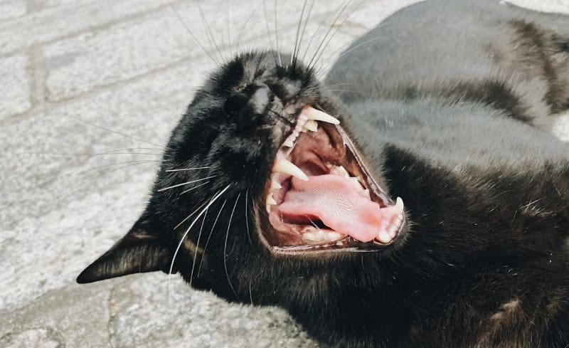 cómo relajar a un gato