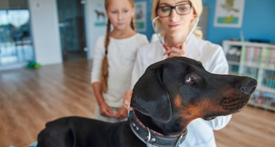 Cuándo ir al veterinario