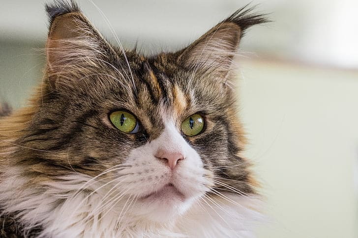 Qué precio tiene un gato maine coon