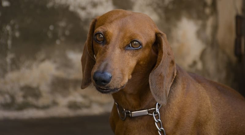 Cuánto vive un perro que tiene ataxia