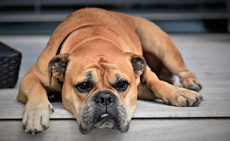 Cómo curar la miasis en los perros