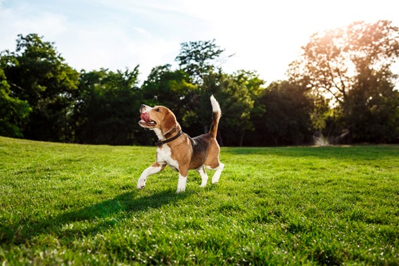 Diagnóstico precoz de insuficiencia cardiaca canina