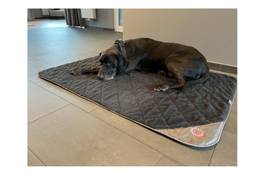 Frecuencia en la limpieza de los perros