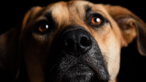 Glaucoma en los perros