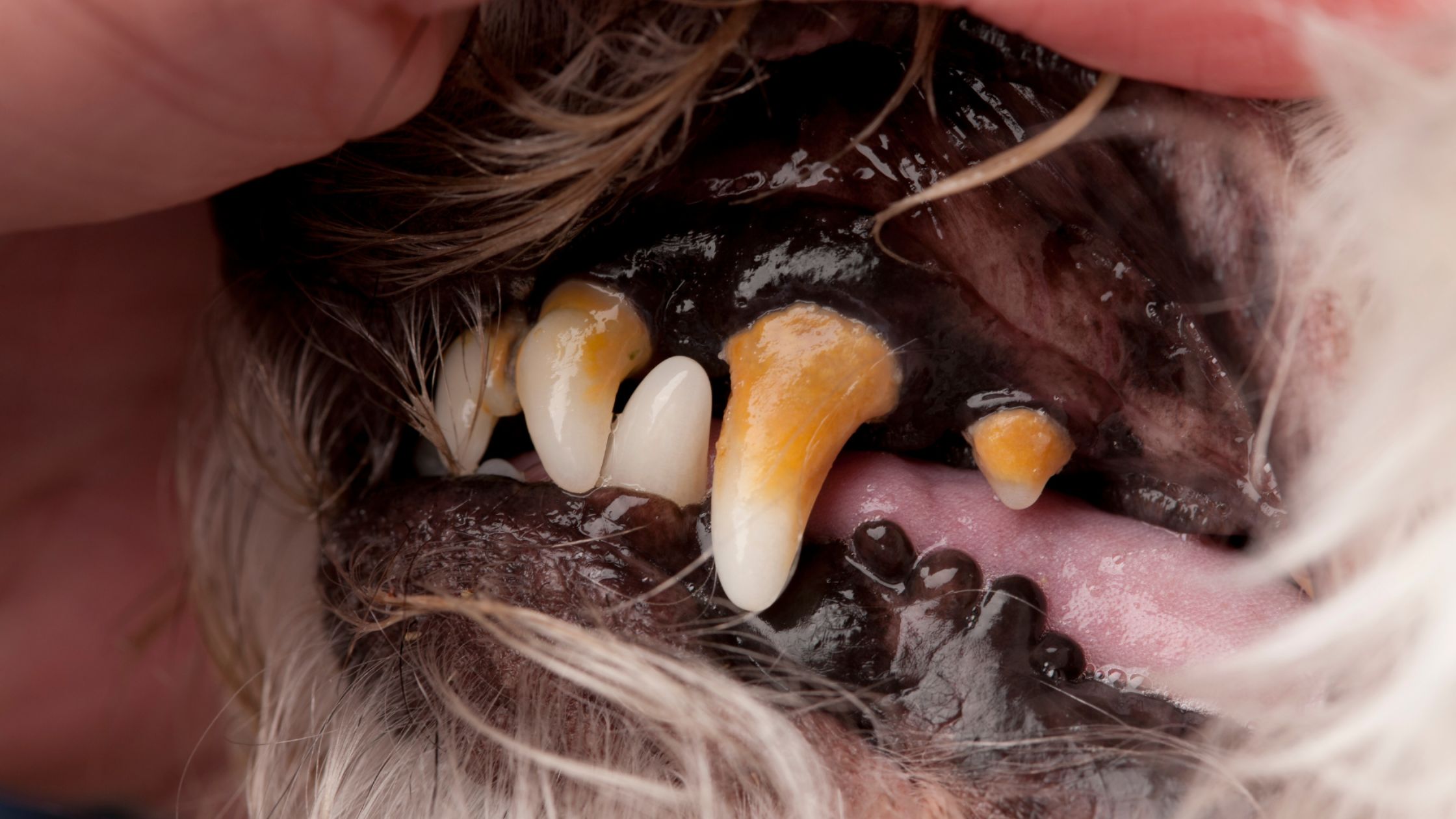Dientes de perro sucios