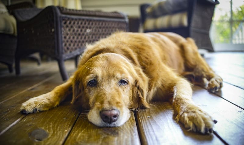 cual es el tratamiento para el hipotiroidismo en perros