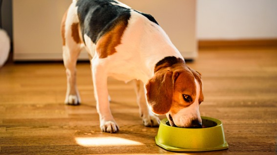 Instinto maternal en los perros