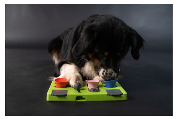 Juegos de movibilidad para los perros