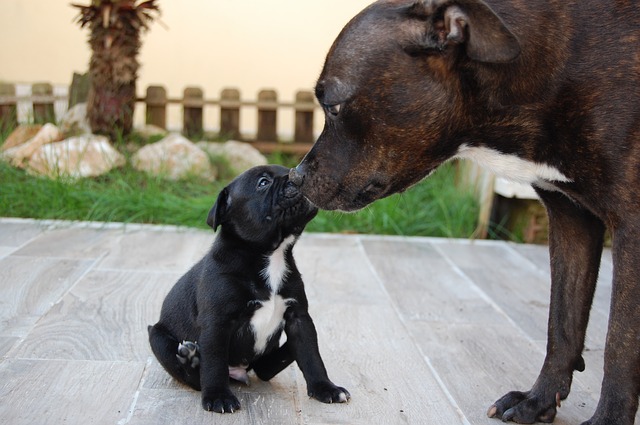 la socialización del cachorro