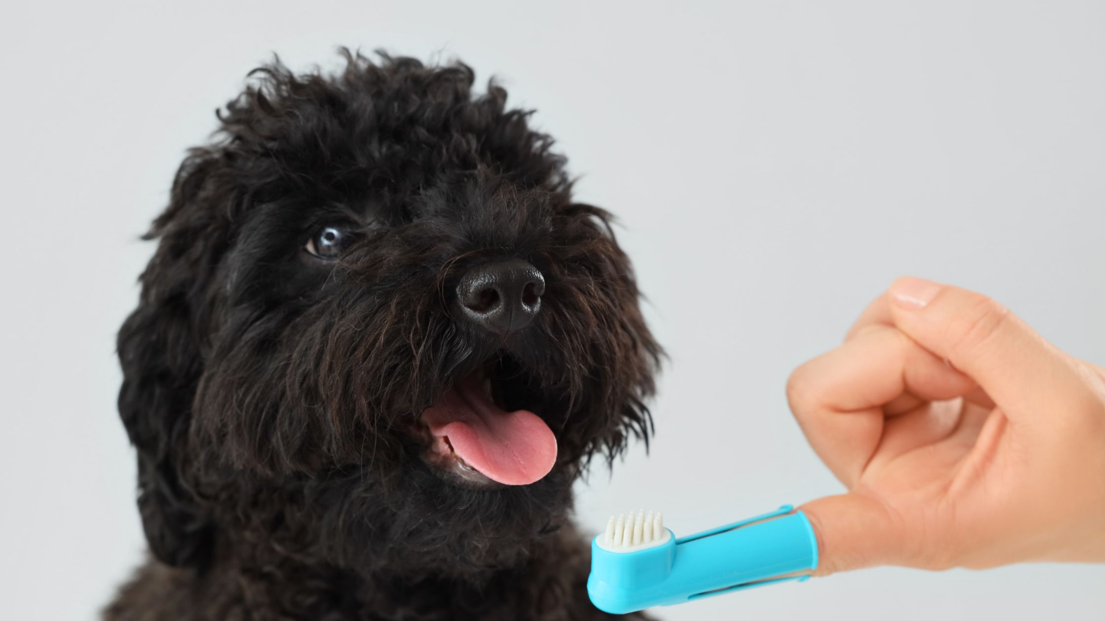 cepillo para perros
