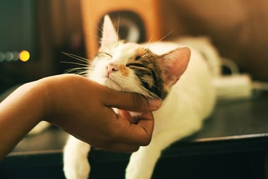Cómo limpiar orejas a tu gato - Animalnatura
