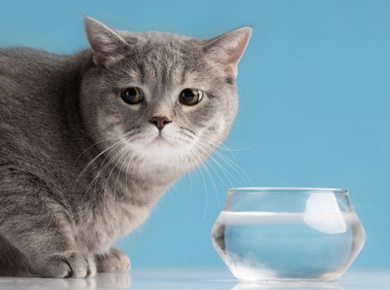 Mantenimiento para las fuentes de agua para gatos