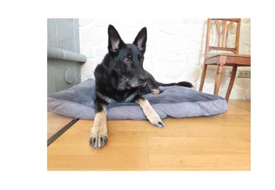 Menor estrés en los perros