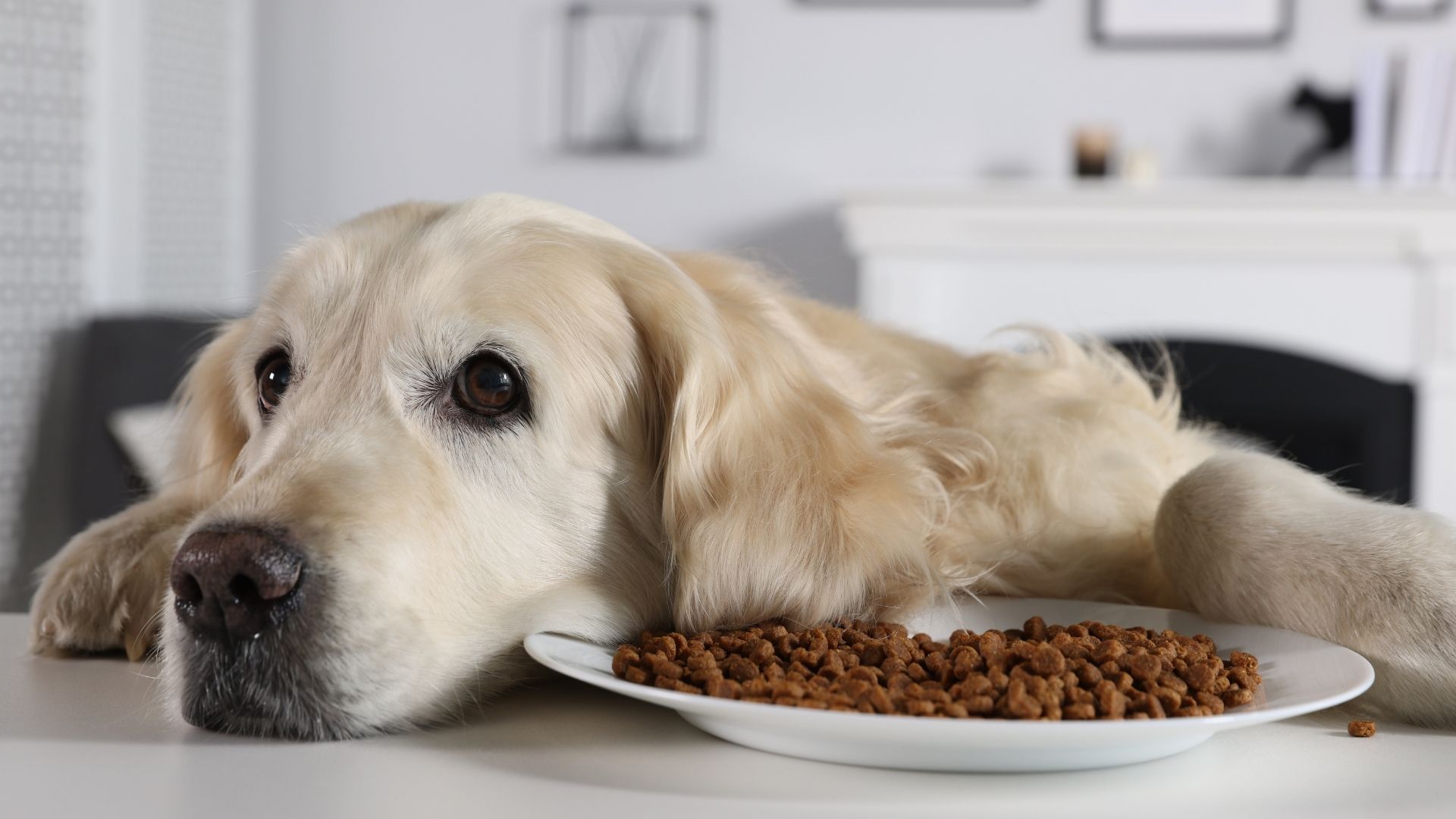 perro con su plato de comida sin comer