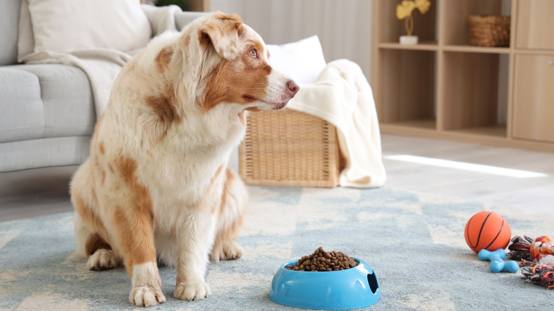 perro con su plato lleno de comida