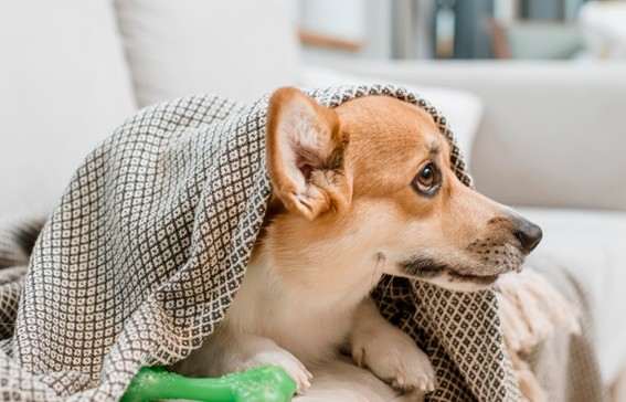 moquillo en los perros cachorros