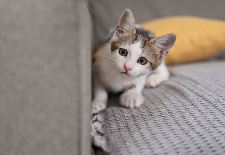 Órdenes para adiestrar a un gato