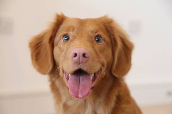 Perro con buena salud gracias a una correcta alimentación