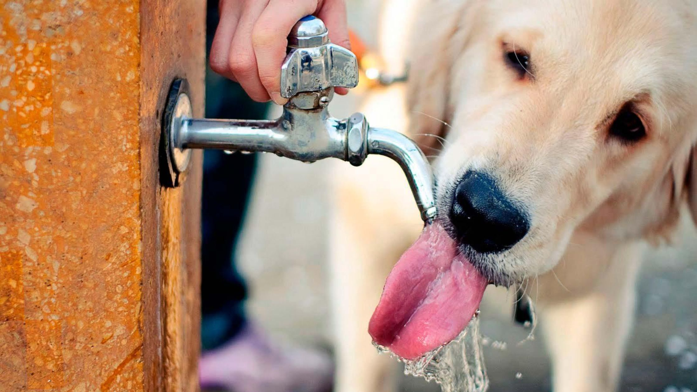 Perro tomando agua