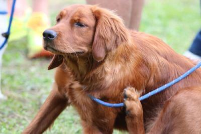 Perro con picor en la piel por alergia