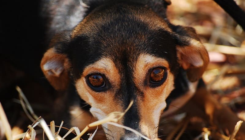 Prevención de la conjuntivitis en perros