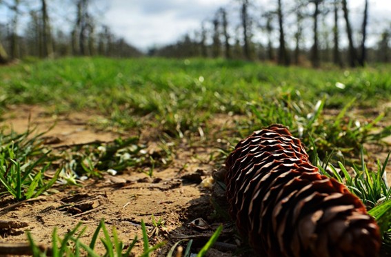 Prevención contra la procesionaria en perros