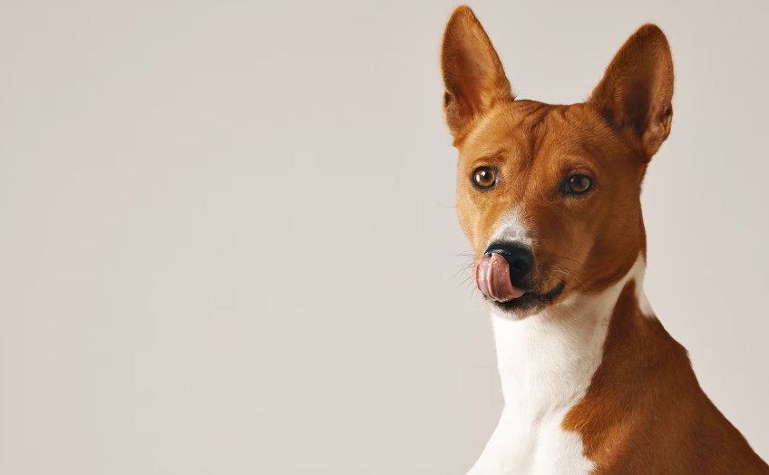 Procesionaria del perro