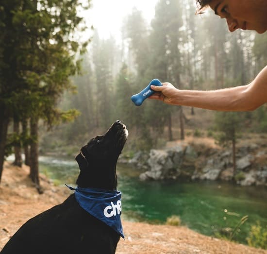 productos de adiestramiento canino