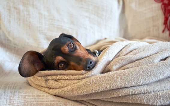 Protección articular para los perros gracias a a las camas Thermoswitch