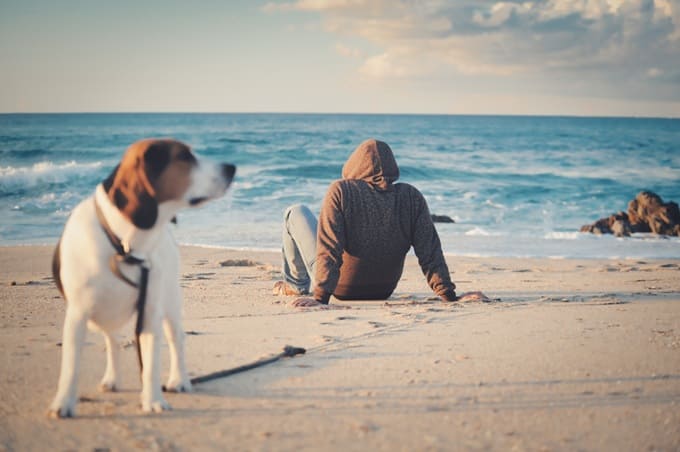 Puedo ir a la playa con mi perro, normativa