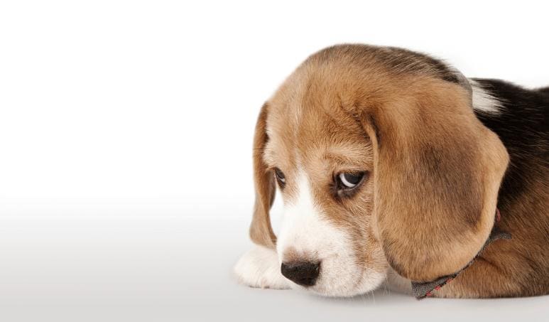 Qué es parvovirus en perros