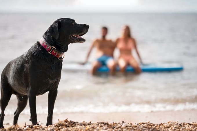 Que llevar a la playa con tu perro
