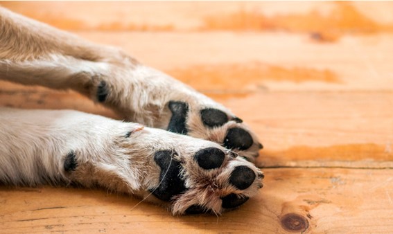 qué son las almohadillas ne los perros