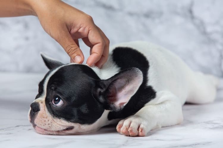 Sangre al cortar las uñas del perro