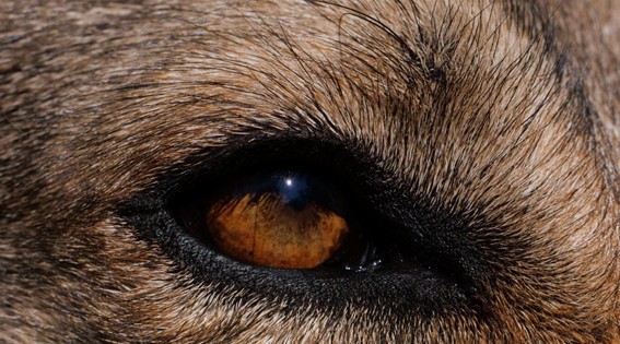 signos de alerta en los ojos de los perros