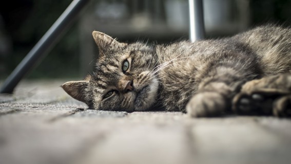 Síntomas del estrés y la ansiedad felina