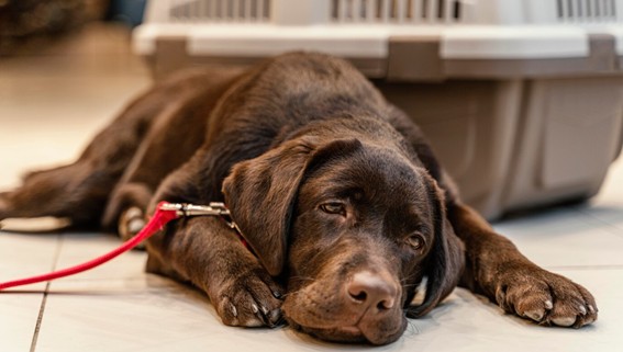 Síntomas del moquillo en los perros