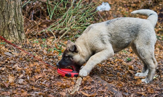 Síntomas de la procesionaria en los perros